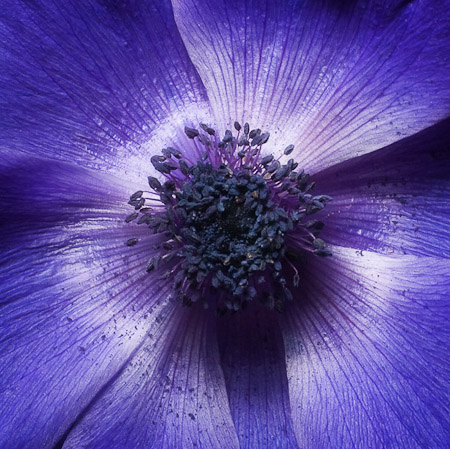 Anemone #1