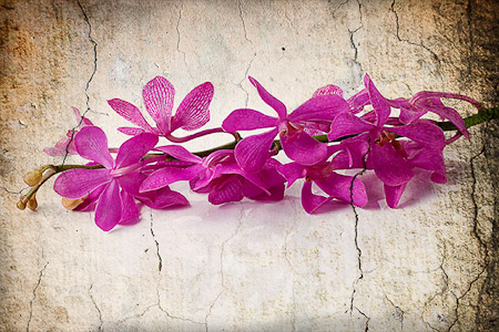 Star Orchid, Textured
