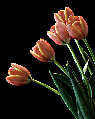 Tulips