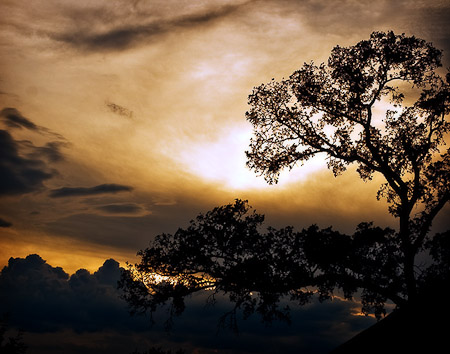 Lonely Tree